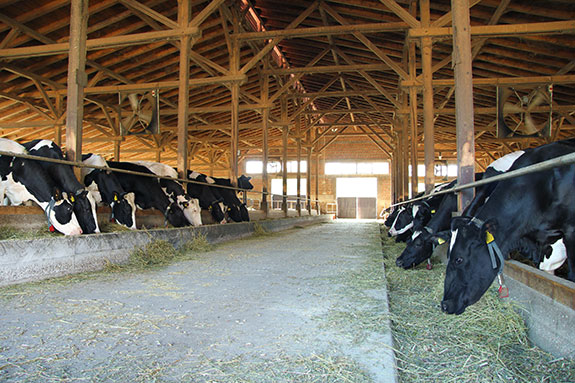 Dairy Farm Laundry Industry